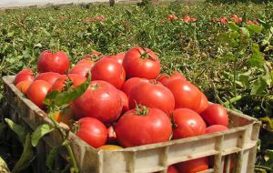 آموزش کاشت گوجه فرنگی در منزل + وسایل لازم
